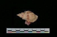 藏品(縱瘤布紋螺)的圖片